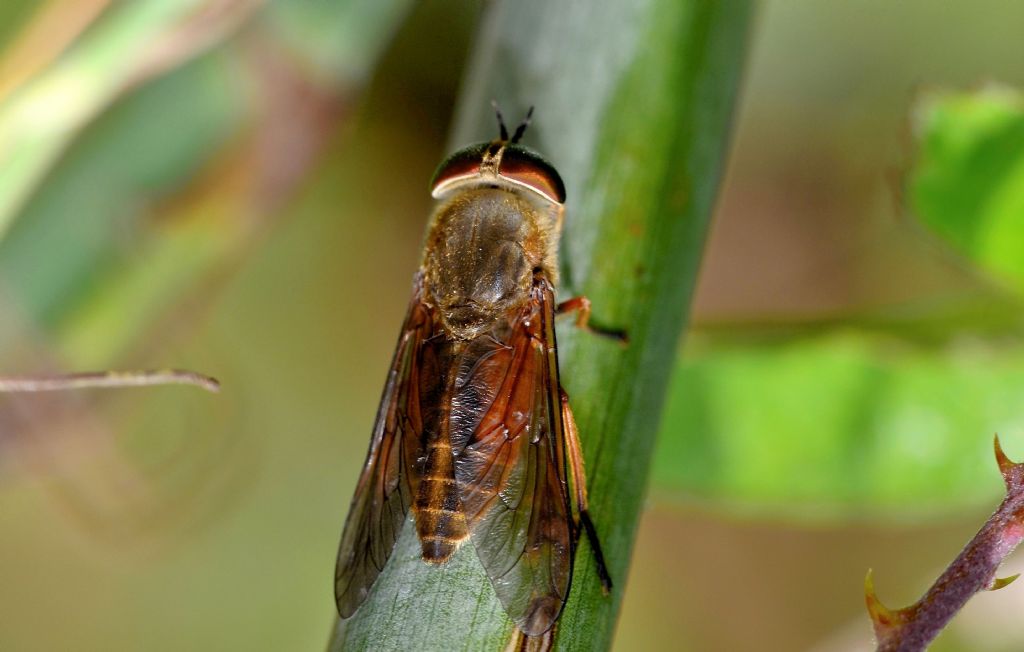 Hybomitra sp. femmina (Tabanidae)